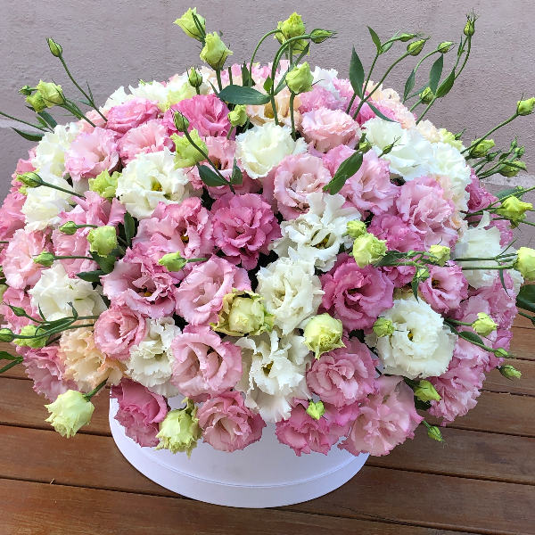  Belek Flower Service Pink and White Eustoma 