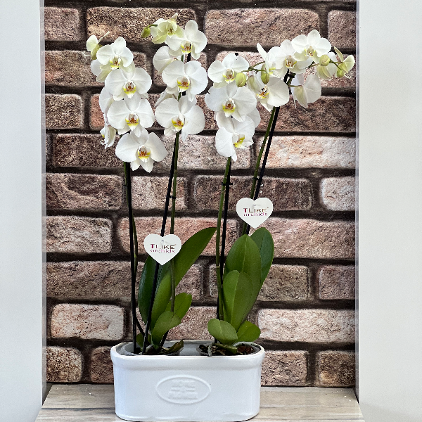  Доставка цветов в Белеке Орхидея 4 Филиал